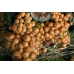 Мицелий Опенка летнего / Опенок липовый (Kuehneromyces mutabilis) Мицелий Опенка летнего / Опенок липовый (Kuehneromyces mutabilis)